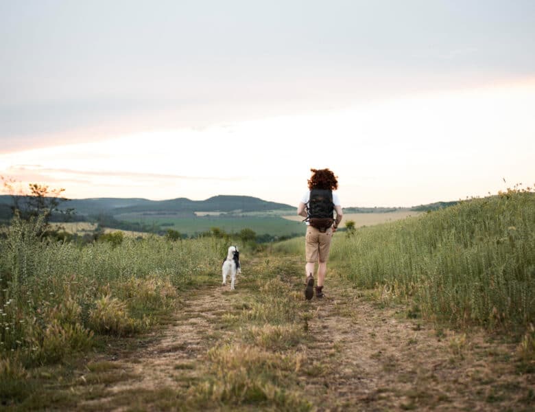 Gode tips og tricks til din vandretur med hund